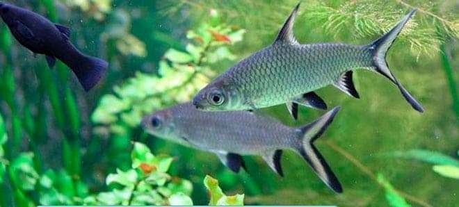 Акулий балу