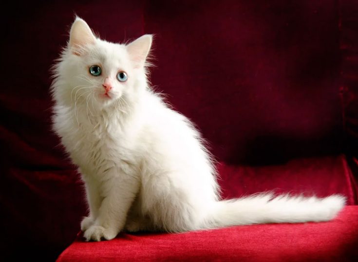 Турецкая ангора: описание внешнего вида и характера породы кошек, уход и содержание, кормление