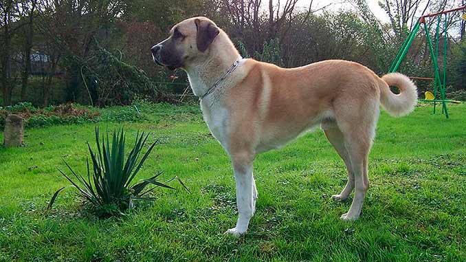 фото турецкого кангала