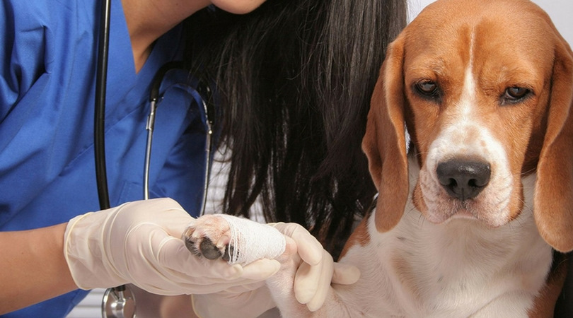 Как почал собаку кушенной безным сородичем Как почал собаку кушенной безным сородичем