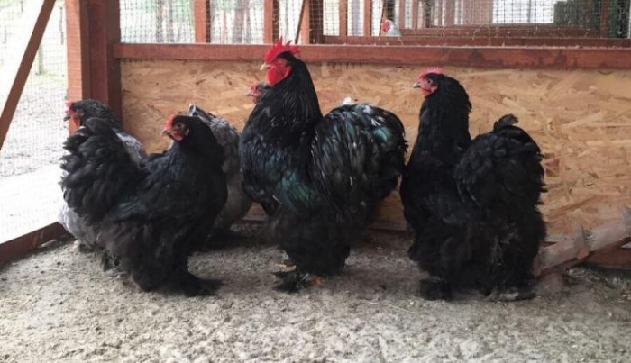 Куры кохинхины — разведение и уход