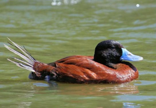 Растительный мир Африки: список редких представителей флоры и фауны, эндемики африканского континента