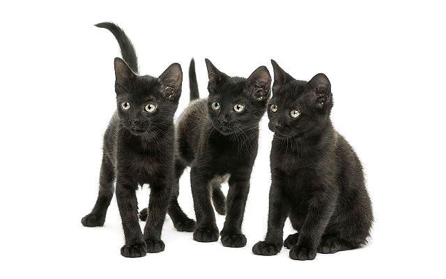 Бомбейская порода - котята