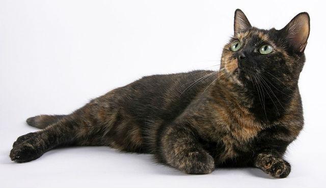 Цвет панциря черепахи