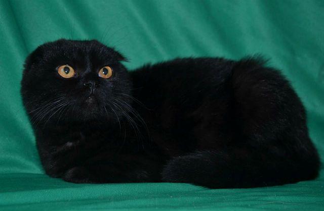 Черный вислоухий кот