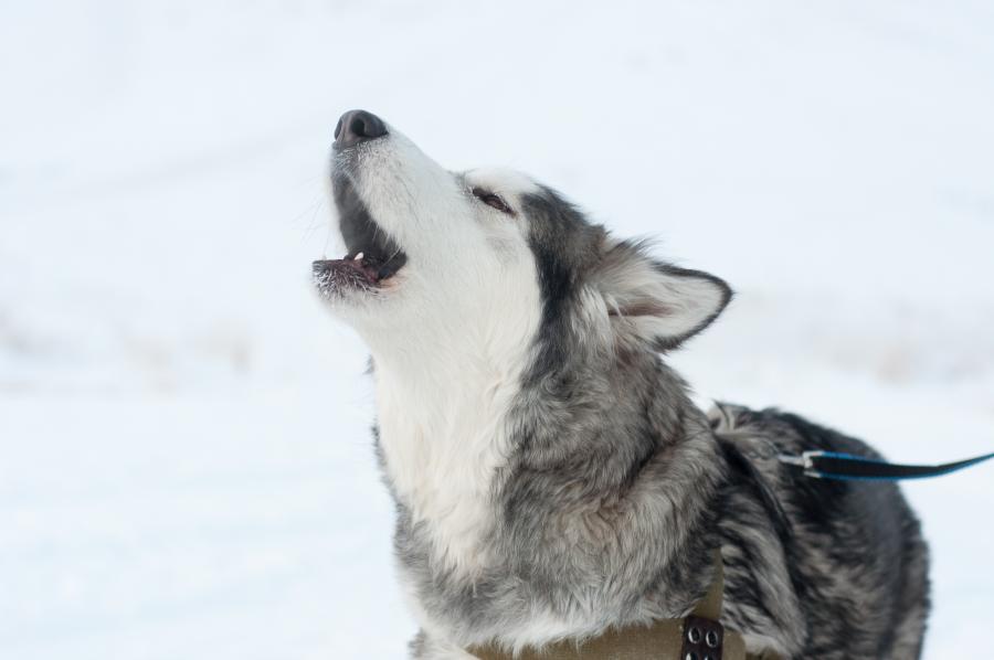 Аляскинский маламут воет Аляскинский маламут воет