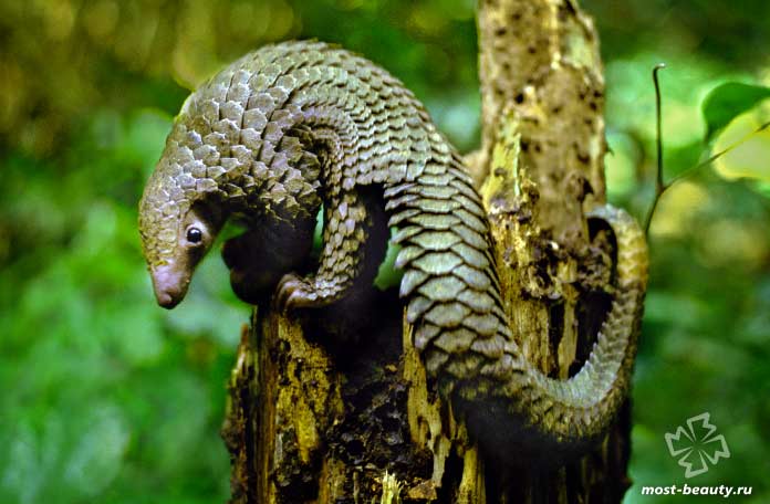 Длиннохвостый панголин