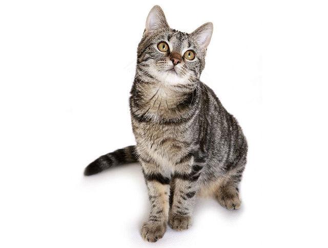 Европейская короткошерстная - котенок