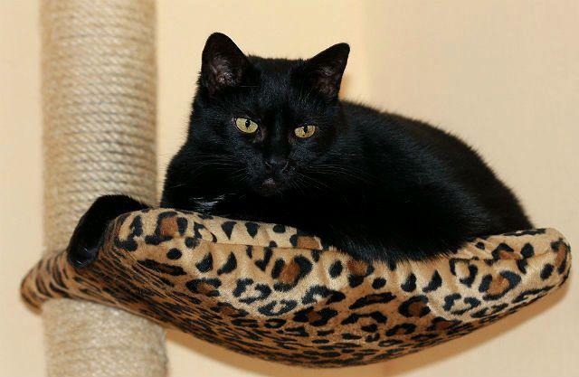  Европейская короткошерстная кошка черного окраса