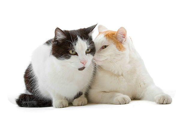 Европейская короткошерстная кошка - окрасы