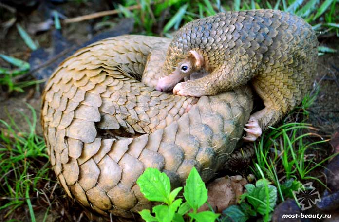 Филиппинский ящер