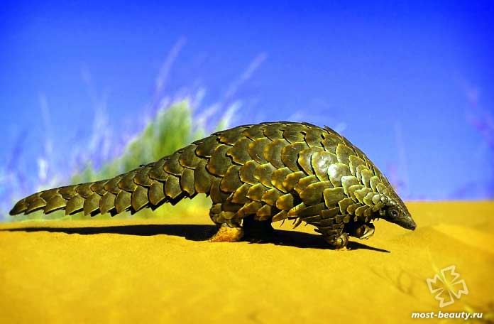 Гигантский ящер