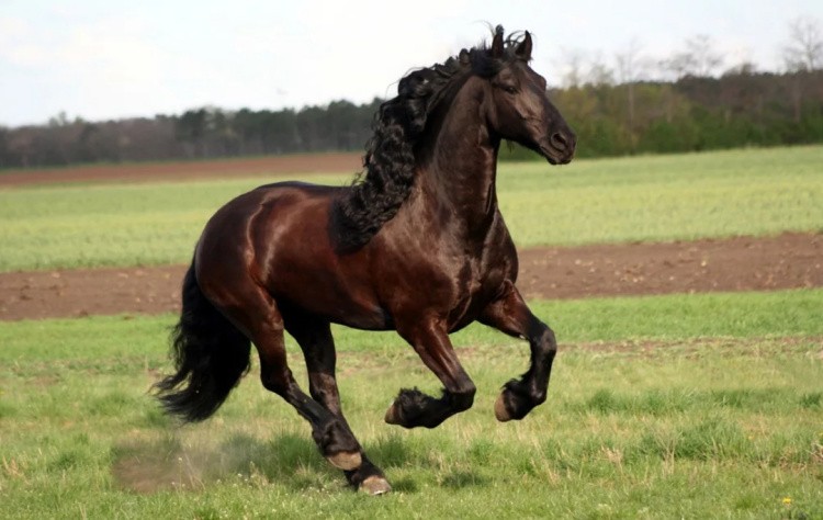 Бурая лошадь