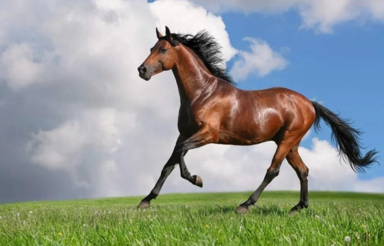 Гнедая лошадь