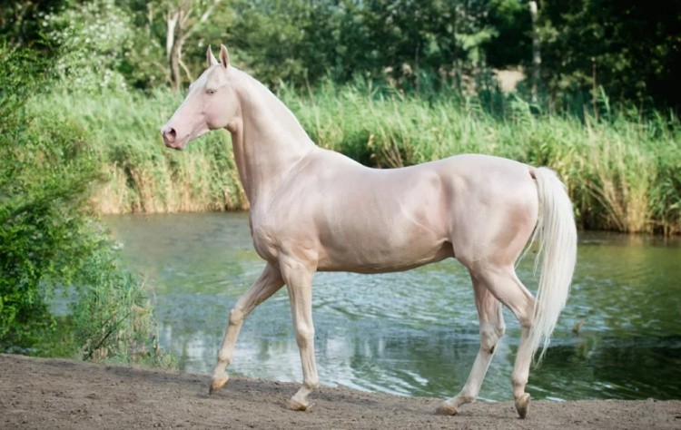 Изабелловая лошадь