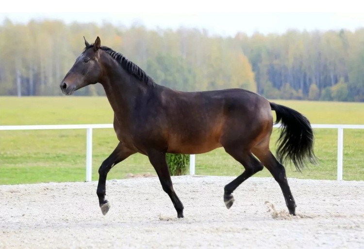 Караковая лошадь