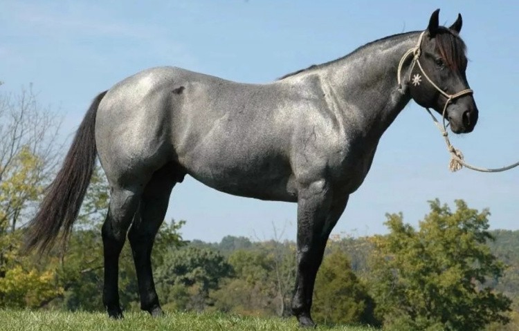 Мышастая лошадь