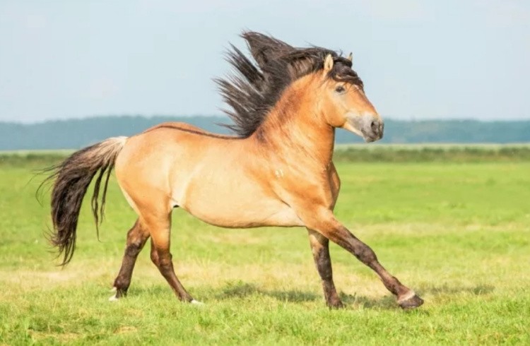 Саврасая лошадь