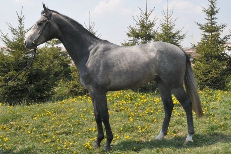Серая лошадь
