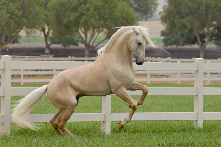 Соловьиная лошадь