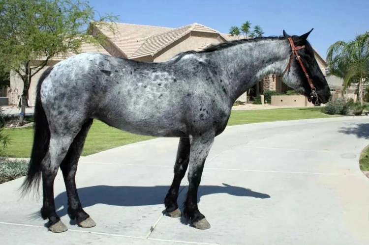 Чалая лошадь