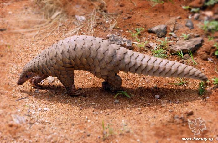 Индийский ящер