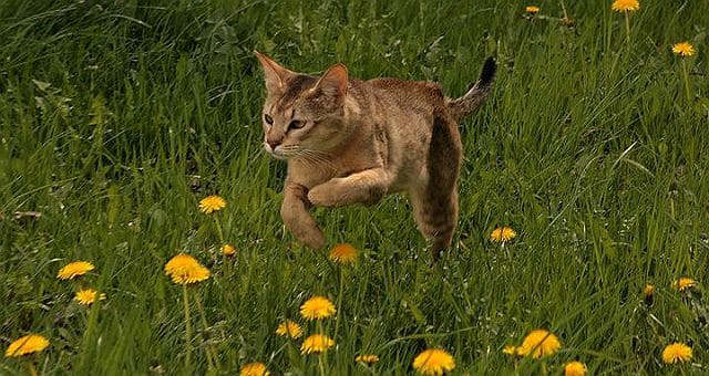 Кот из джунглей прыгает