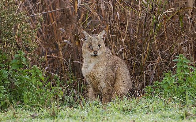 Дикая кошка в джунглях
