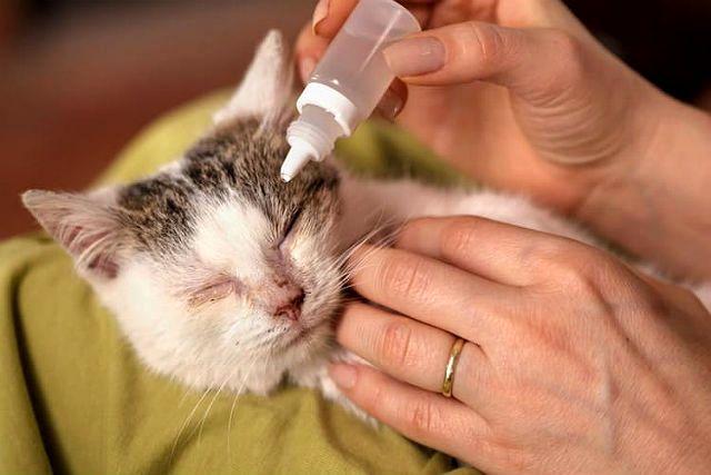 Конъюнктивит у котенка