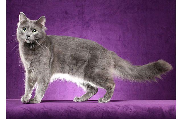 Кошка нибелунг - внешний вид