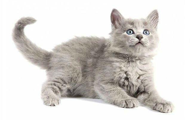 Котенок Нибелунг