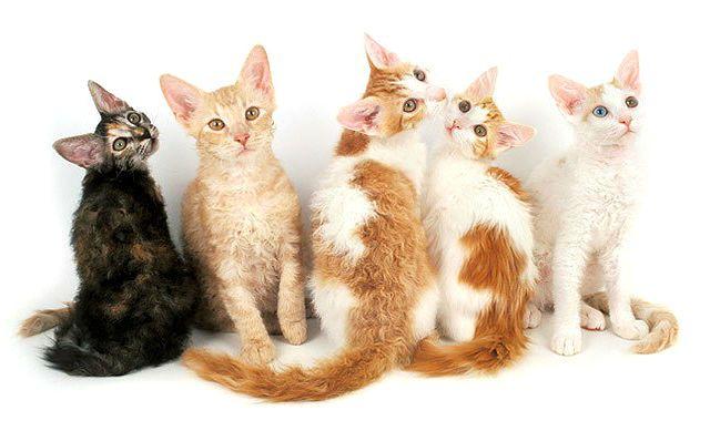 Лаперм - котята