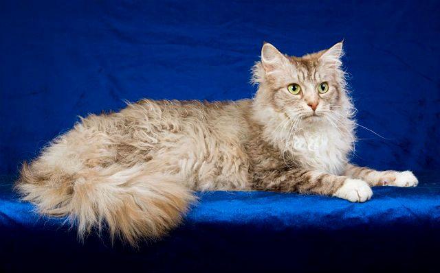 Кошка лаперм - здоровье