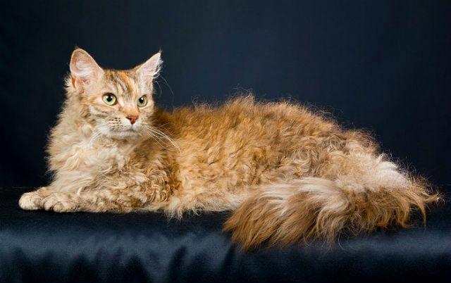 Кошка лаперм рыжего окраса