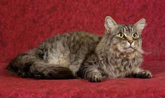 Кошка лаперм - внешний вид