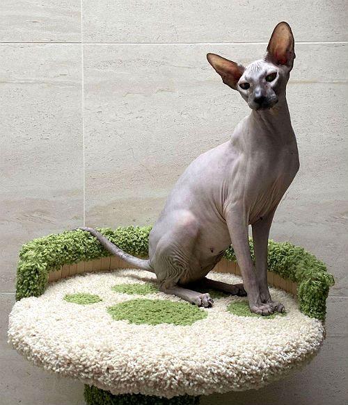 Русская кошка петерболд