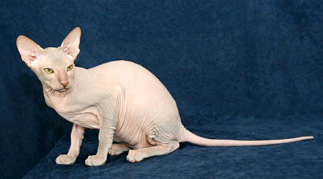 Белая Кошка петерболд