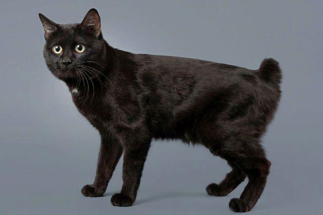 Курильский бобтейл - черный