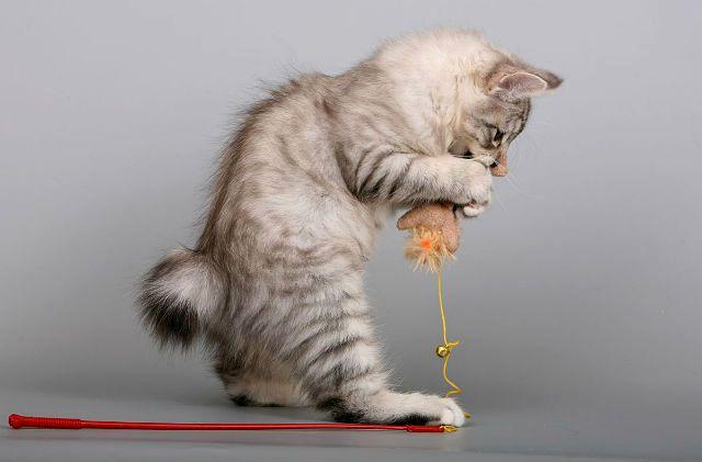 Курильский бобтейл - котенок