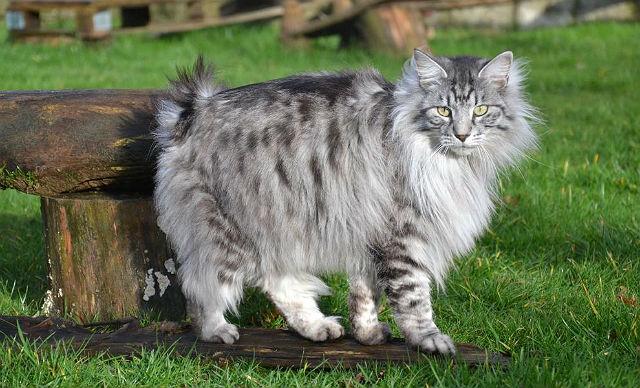 Курильский бобтейл - окрасы