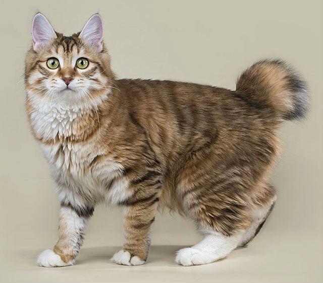 Курильский бобтейл – внешний вид