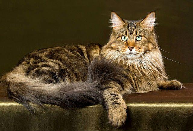 Лучшие имена для мейн-кунов