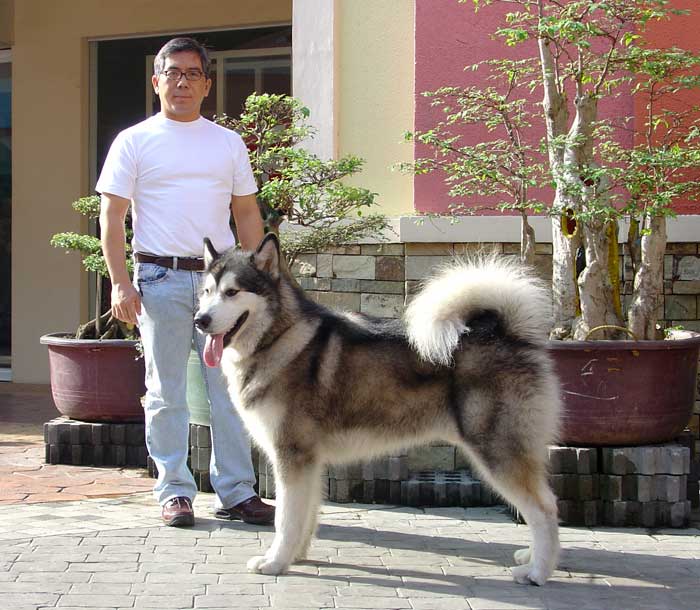 Пес с хозяином Пес с хозяином