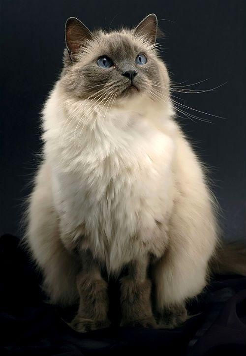 Большая кошка Рэгдолл