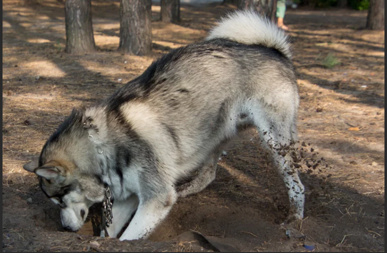 Аляскинский маламут роет яму Аляскинский маламут роет яму