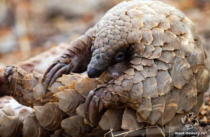 Удивительно красивые панголины: Степной ящер