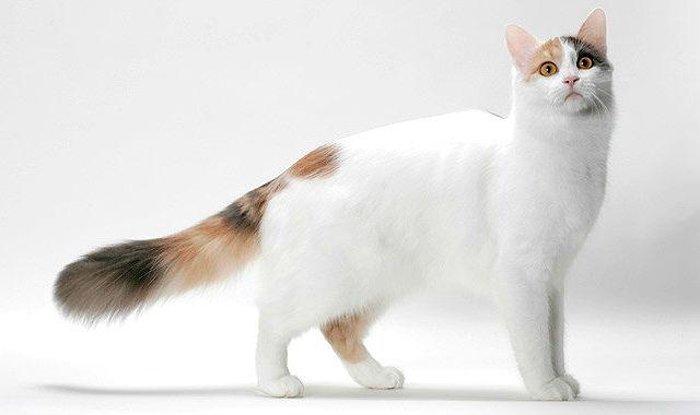 Турецкий ван - большая кошка