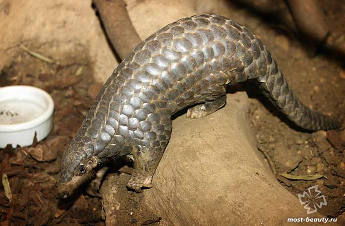 Яванский панголин