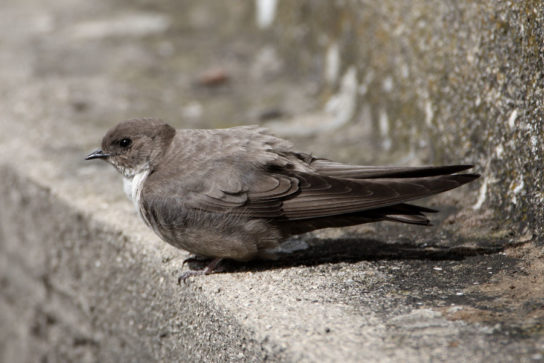 Растительный мир Африки: список редких представителей флоры и фауны, эндемики африканского континента