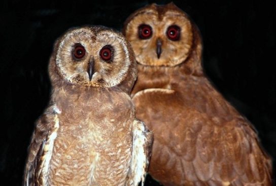 Растительный мир Африки: список редких представителей флоры и фауны, эндемики африканского континента